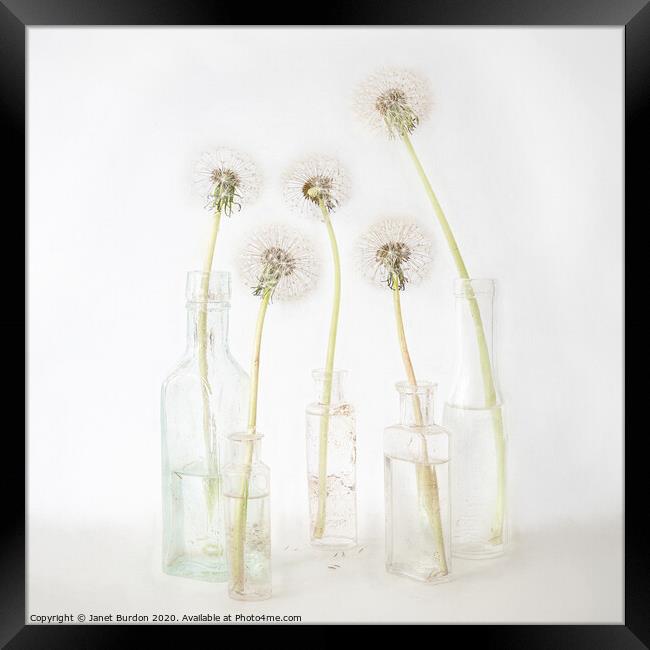 Five Dandelions Framed Print by Janet Burdon