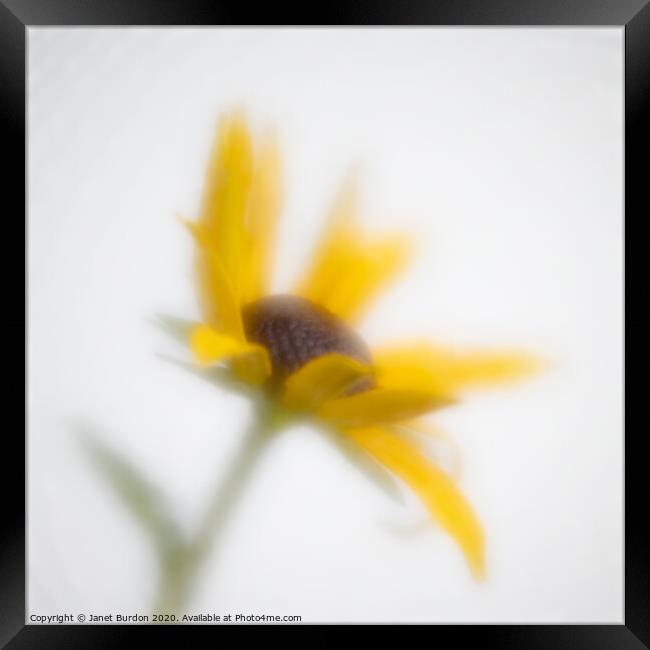 Black-Eyed Susan Framed Print by Janet Burdon