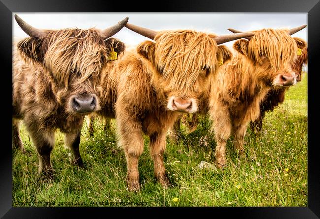 Highland Cattle Framed Print by Janet Burdon