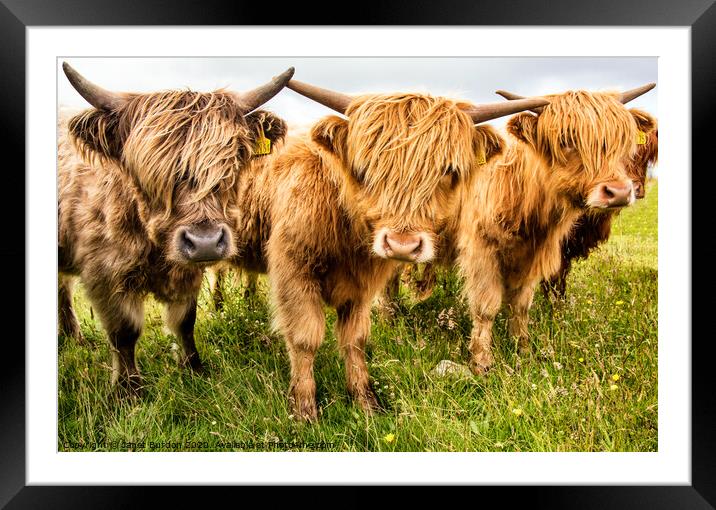 Highland Cattle Framed Mounted Print by Janet Burdon