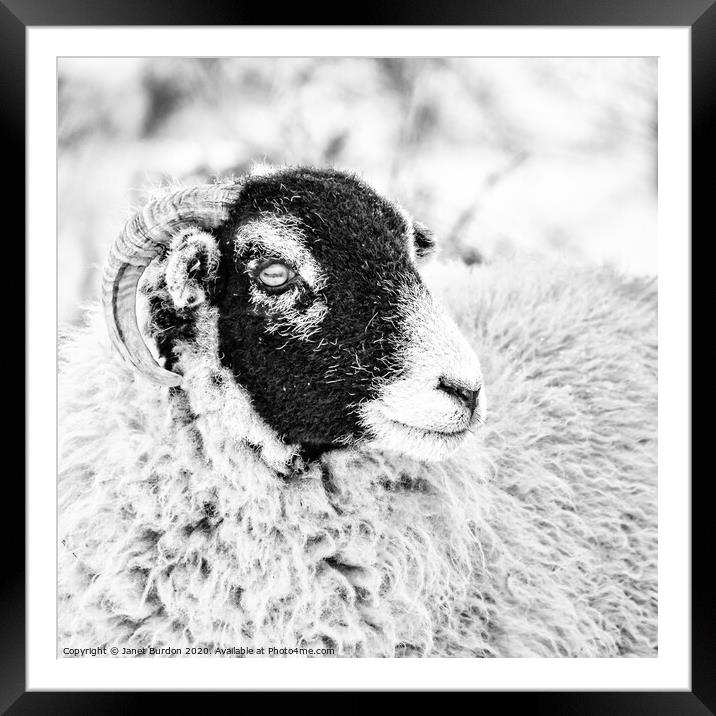 Swaledale Ewe #2 Framed Mounted Print by Janet Burdon