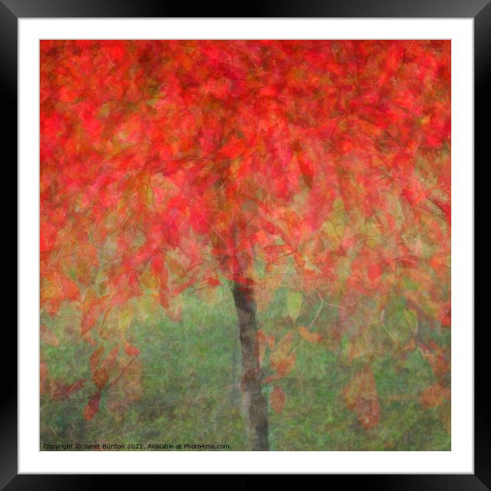 Autumn Glory #3 Framed Mounted Print by Janet Burdon