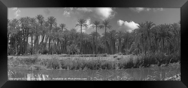 The Palms Framed Print by Gordon Stein