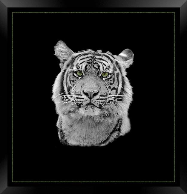 Tiger Tiger Framed Print by Gordon Stein