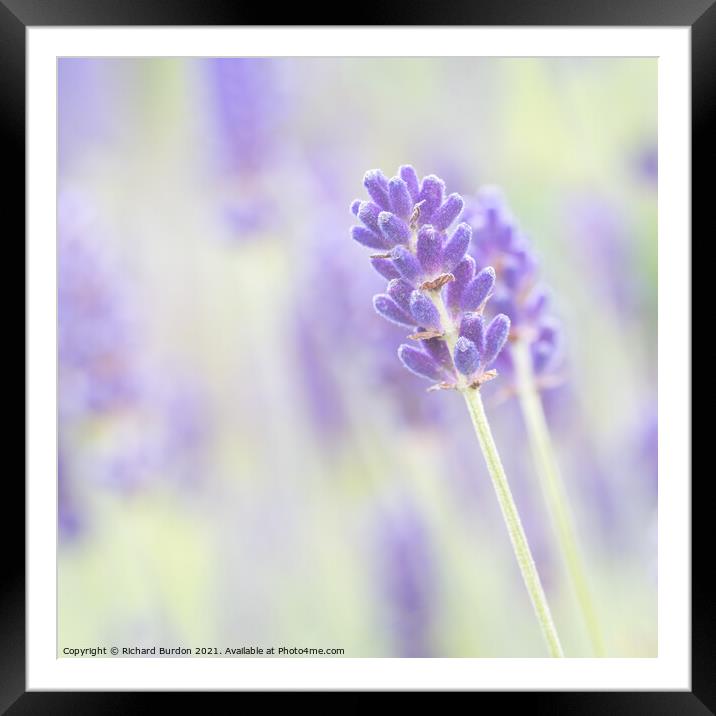 Lavender 1 Framed Mounted Print by Richard Burdon