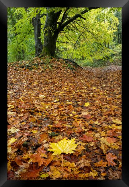 Autumn Leaves Framed Print by Richard Burdon