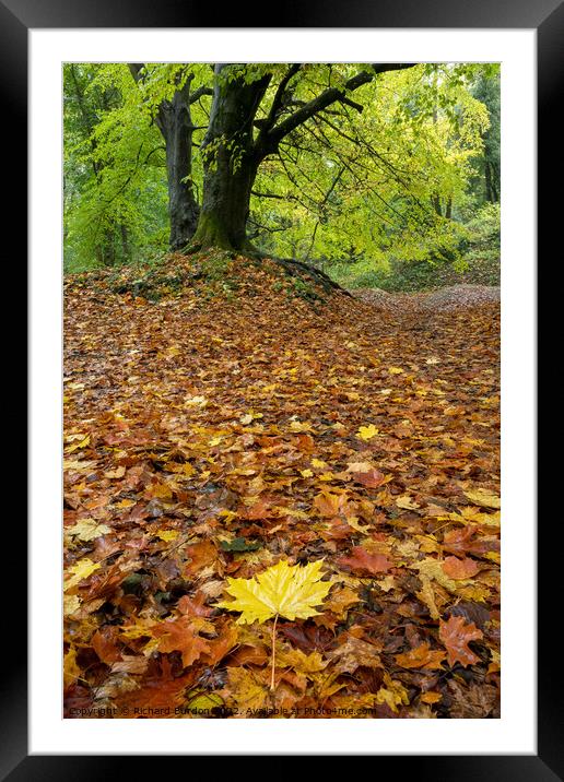 Autumn Leaves Framed Mounted Print by Richard Burdon