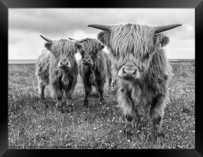 Highland Trio Framed Print by Richard Burdon