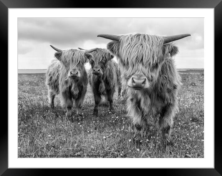 Highland Trio Framed Mounted Print by Richard Burdon