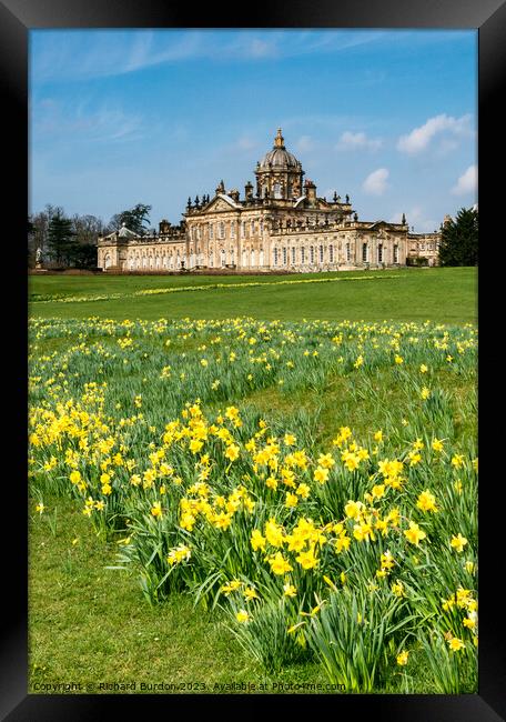 Spring Daffodils at Castle Howard Framed Print by Richard Burdon