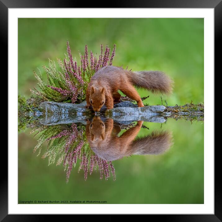 A Red Squirrel Drinking Framed Mounted Print by Richard Burdon