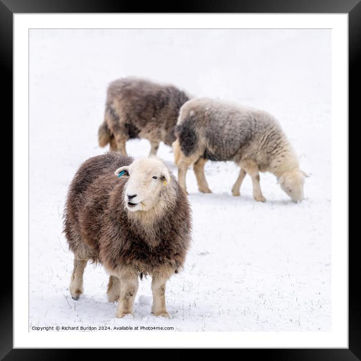 Herdies Framed Mounted Print by Richard Burdon