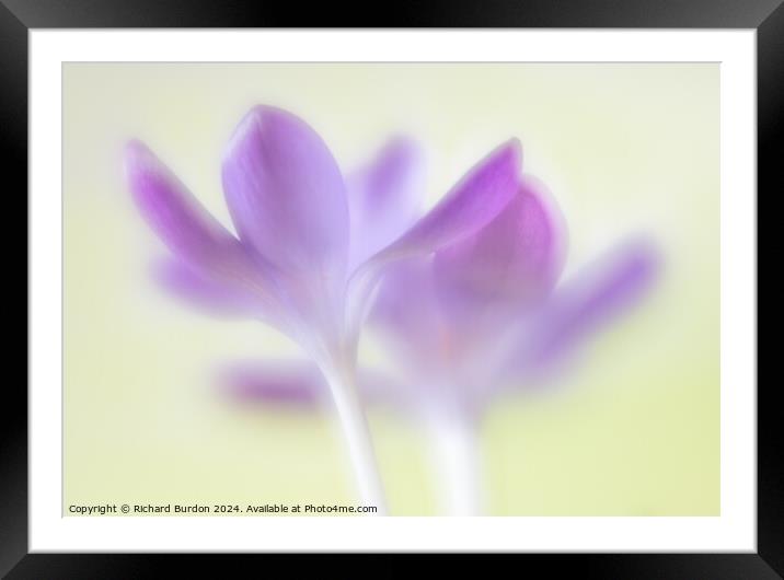 Crocus Framed Mounted Print by Richard Burdon