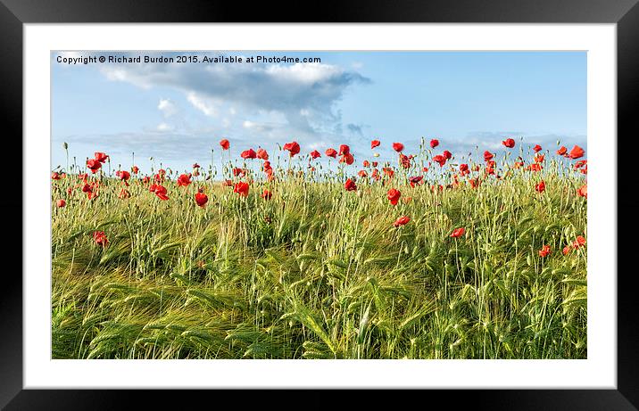 Poppy Field Framed Mounted Print by Richard Burdon