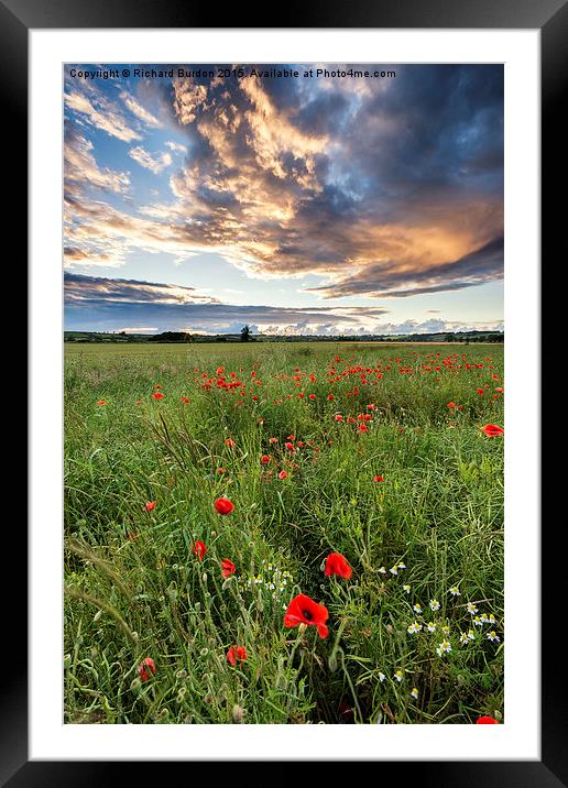  Poppies at Sunset Framed Mounted Print by Richard Burdon