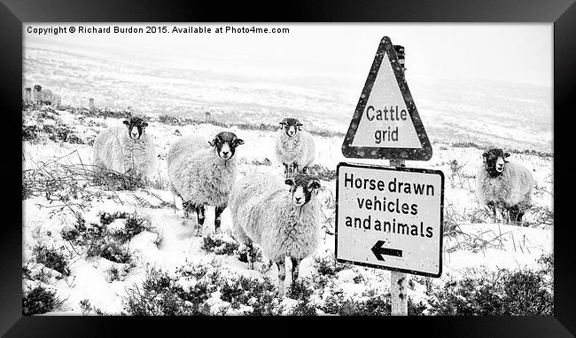 Sheep Which Way? Framed Print by Richard Burdon