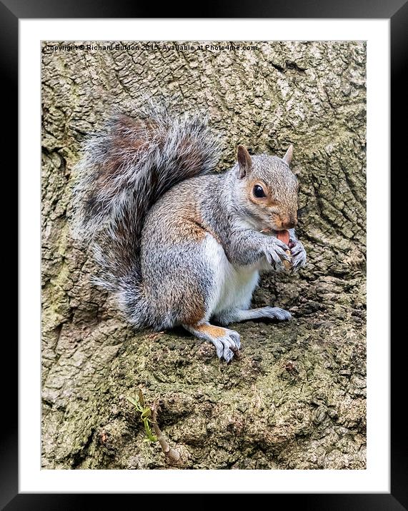  Grey Squirrel Feeding Framed Mounted Print by Richard Burdon