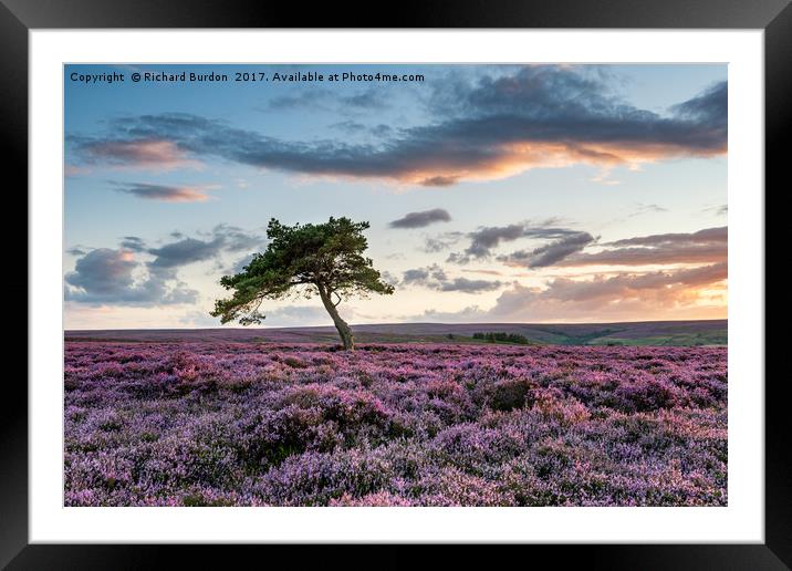 The Lone Tree at Sunset Framed Mounted Print by Richard Burdon