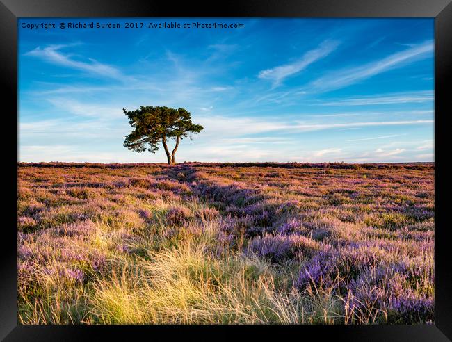 Sunset Over The Lonely Tree At Egton Framed Print by Richard Burdon