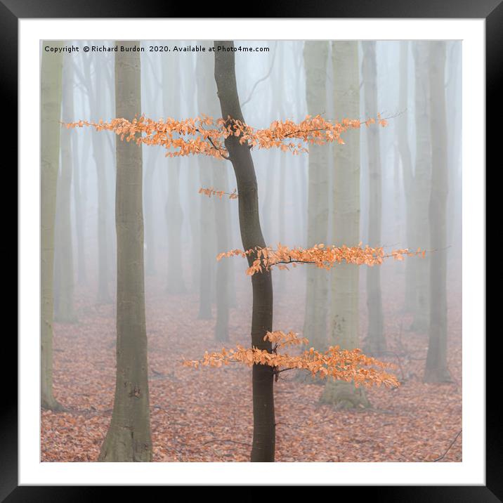 Misty Beech Wood Framed Mounted Print by Richard Burdon