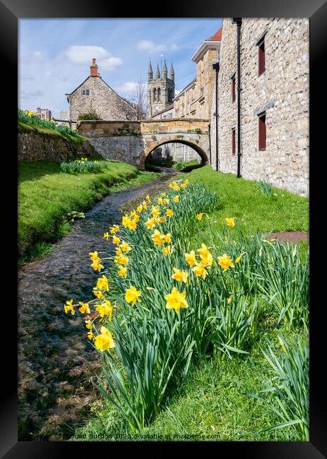 Daffodils at Helmsley Framed Print by Richard Burdon