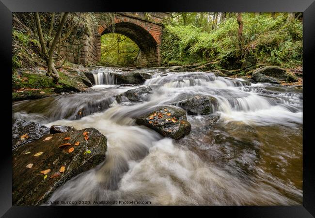 May Beck in Autumn Framed Print by Richard Burdon