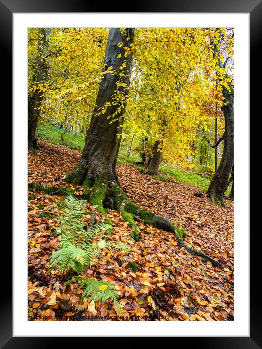 Autumn in Millington woods Framed Mounted Print by Richard Burdon