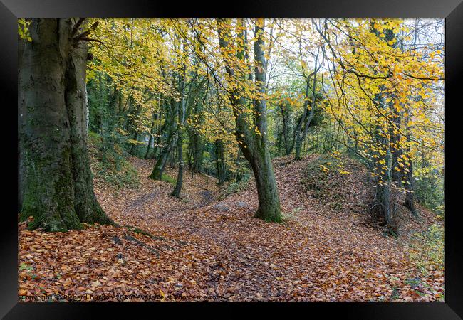 A Walk In The Woods Framed Print by Richard Burdon
