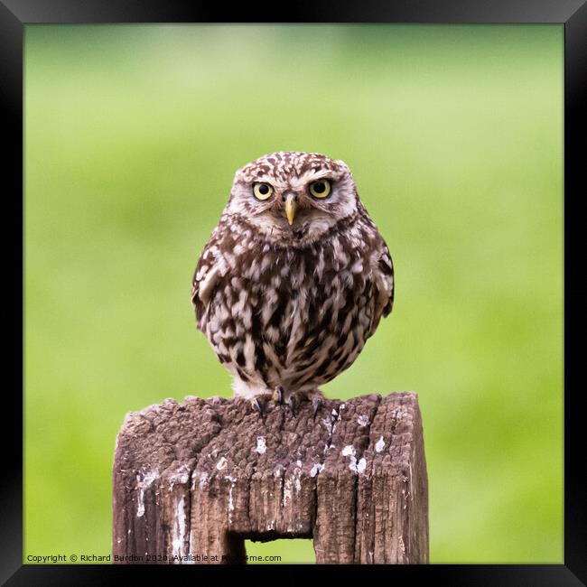 Little Owl Framed Print by Richard Burdon