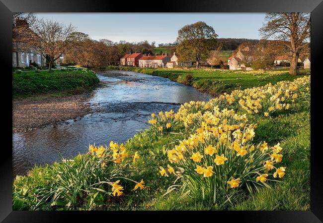 Spring Daffodils in Sinnington Framed Print by Richard Burdon