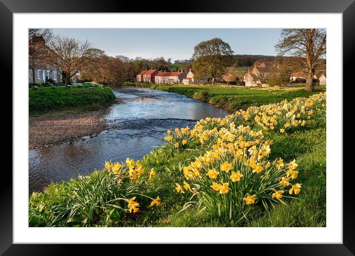 Spring Daffodils in Sinnington Framed Mounted Print by Richard Burdon