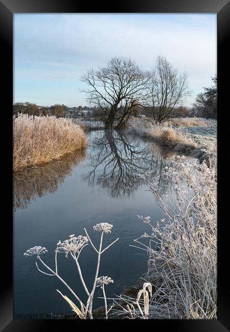Frosted Cow Parsley Framed Print by Richard Burdon