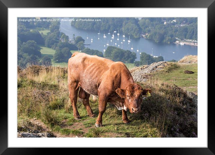  Luing Highland Cattle Framed Mounted Print by Lee Wright