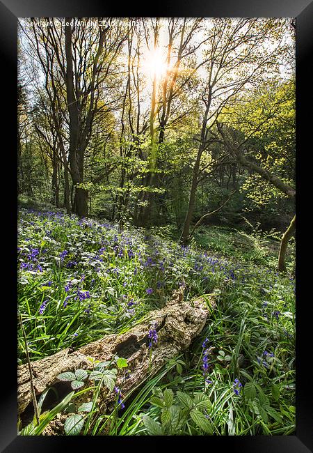  Shirtcliffe wood Bluebells Framed Print by Lee Wright