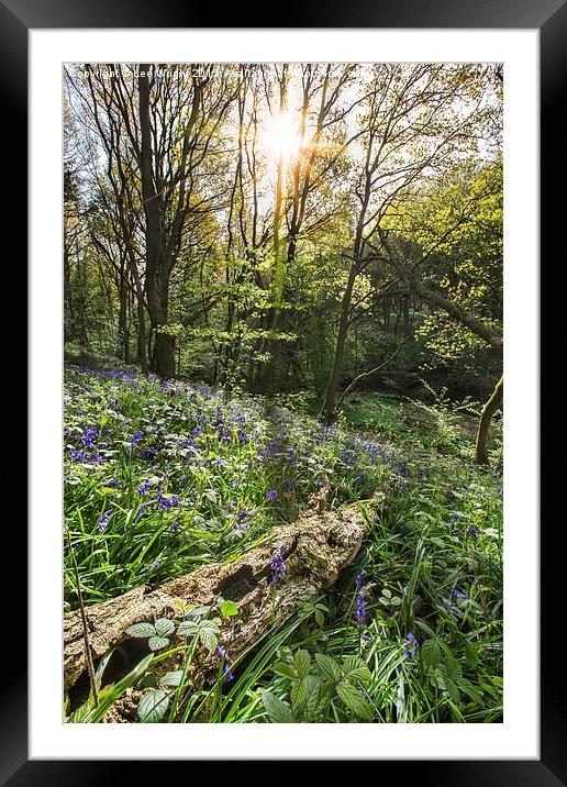  Shirtcliffe wood Bluebells Framed Mounted Print by Lee Wright