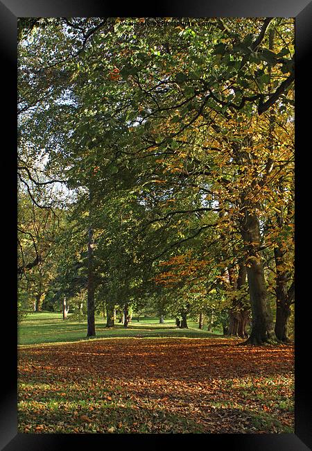  Autumn in the Park Framed Print by Paul White