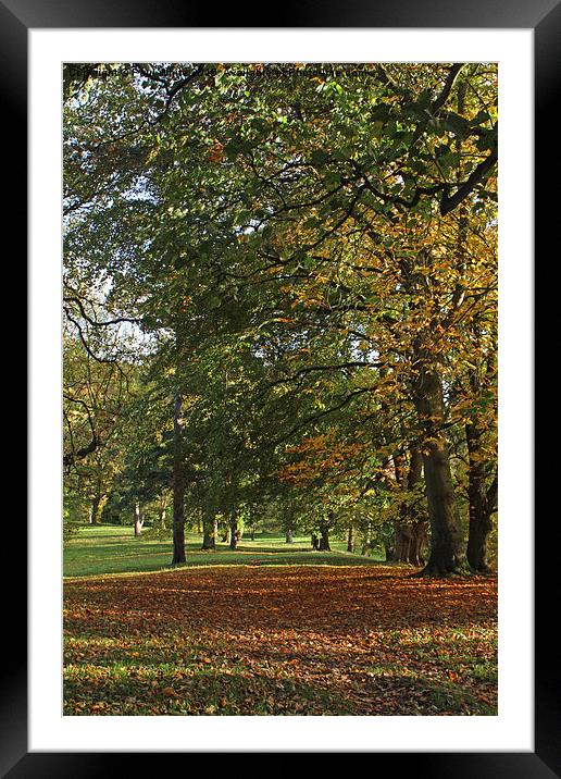  Autumn in the Park Framed Mounted Print by Paul White