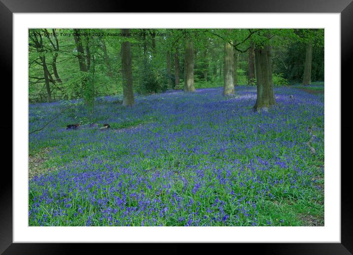 Blue Bells Framed Mounted Print by Tony Clement