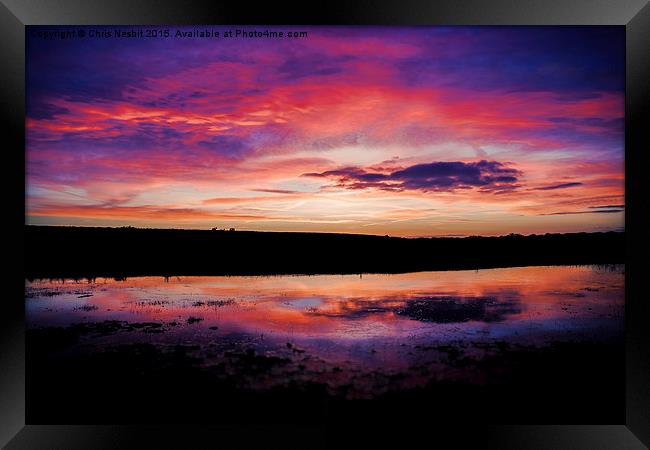 Golden Hour in the New Forest Framed Print by Chris Nesbit