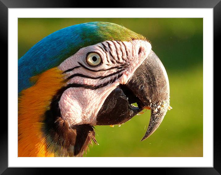  Parrot in Brazil Framed Mounted Print by Elena Breeze