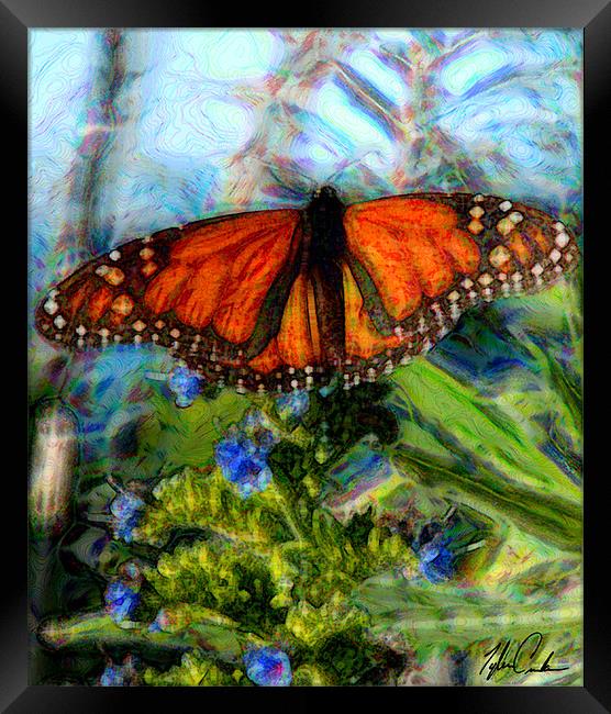 Pacific Grove Butterfly Framed Print by Tyler  Crocker