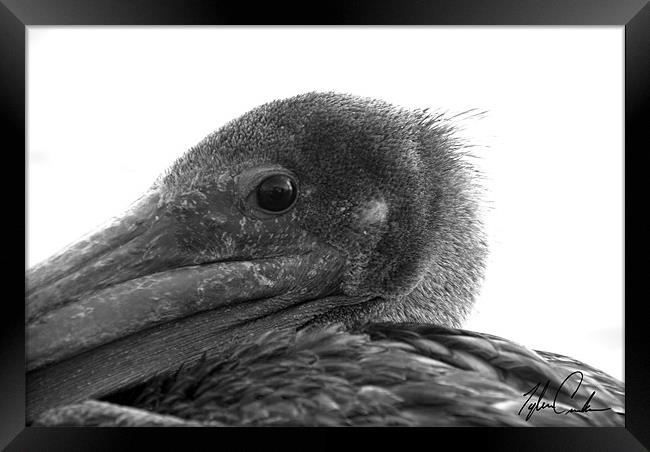 Pelican (close up) Framed Print by Tyler  Crocker