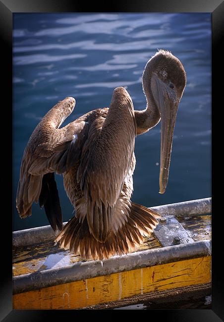 Pelican (color) Framed Print by Tyler  Crocker