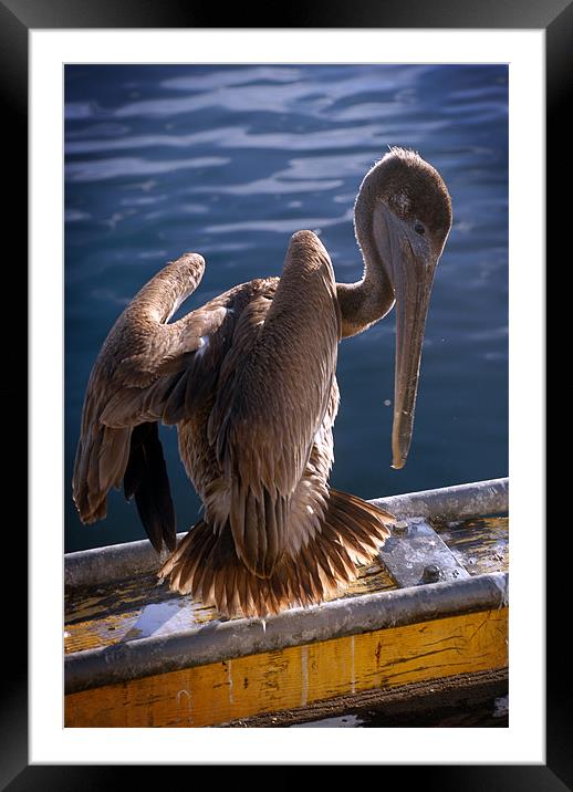 Pelican (color) Framed Mounted Print by Tyler  Crocker