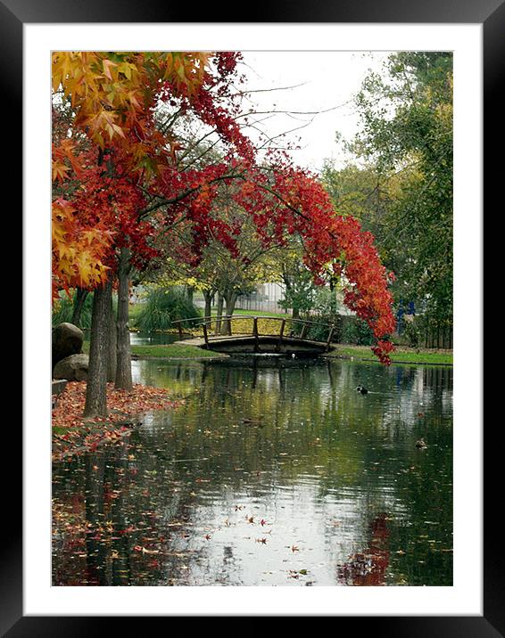 Fall Color with Bridge 2 Framed Mounted Print by Nick Minoff