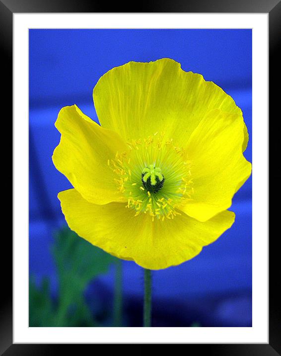Winter Poppy Framed Mounted Print by Nick Minoff