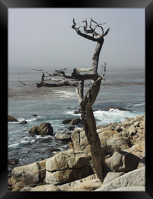 Monterey Cyprus Framed Print by Nick Minoff