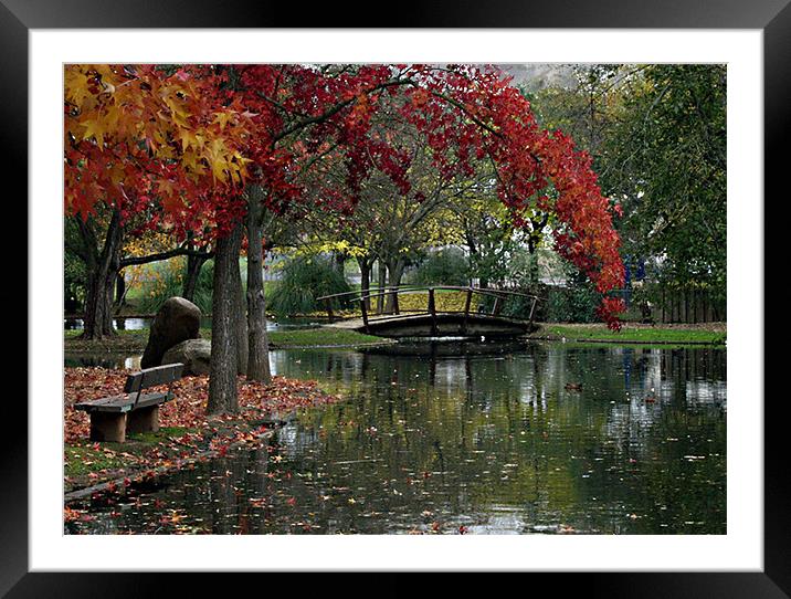 Fall color with bridge Framed Mounted Print by Nick Minoff
