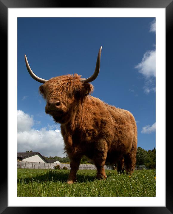 Highland cattle Framed Mounted Print by Gail Johnson