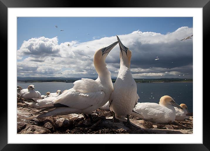 Bass Rock Framed Mounted Print by Gail Johnson